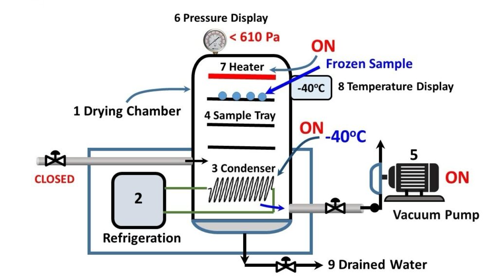 What Is Freeze Drying(Lyophilization)-Vacculex